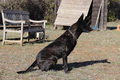 Centre D'education Canine Saint Maximin à Saint-Maximin-la-Sainte-Baume