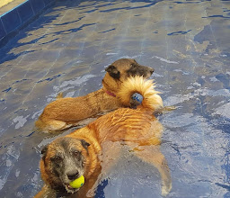 Tropical Pet Inn photo