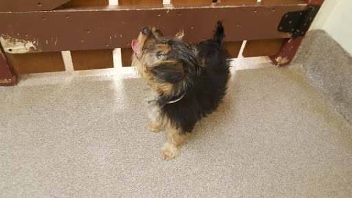 Pet Store «Gentle Jungle Pet Store», reviews and photos, 470 Lewis Ave, Meriden, CT 06451, USA