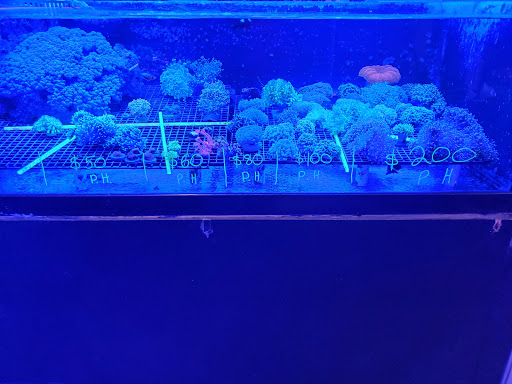 Tropical Fish Store «Blue Earth Corals & Aquariums», reviews and photos, 5791 Desoto Rd, Lake Worth, FL 33463, USA