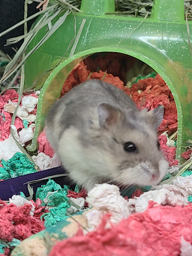 Pet Supply Store «PetSmart», reviews and photos, 170 E Stacy Rd, Allen, TX 75002, USA