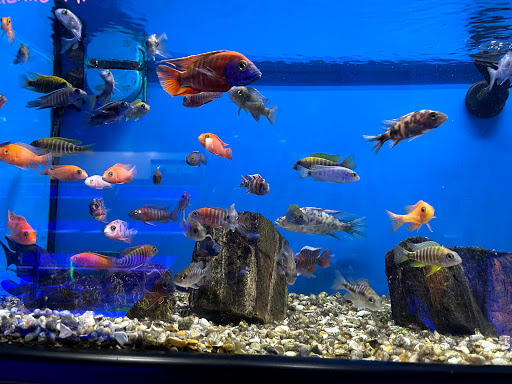 Tropical Fish Store «Tropical Pet Oasis», reviews and photos, 10218 Progress Ln, Parker, CO 80134, USA