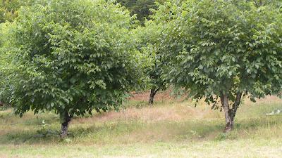 COULIE RENEE - VEZERE HORTICULTURE à Chasteaux