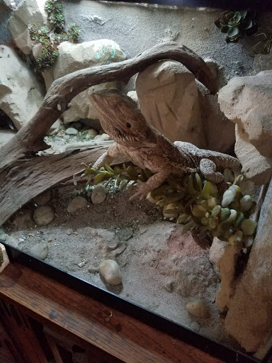 Pet Store «Cold Blooded Pets», reviews and photos, 176 Main St, Acushnet, MA 02743, USA