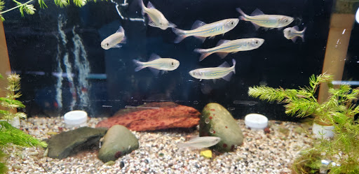 Pet Store «Anchor Bay Aquarium», reviews and photos, 36457 Alfred St, New Baltimore, MI 48047, USA