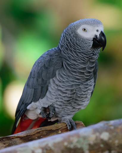 Zoo «Naples Zoo at Caribbean Gardens», reviews and photos, 1590 Goodlette-Frank Rd, Naples, FL 34102, USA