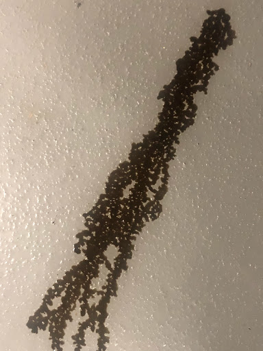 Honda Dealer «Bill Page Honda», reviews and photos, 6715 Arlington Blvd, Falls Church, VA 22042, USA