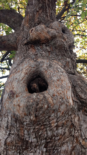 Park «Jefferson Park», reviews and photos, 4822 N Long Ave, Chicago, IL 60630, USA