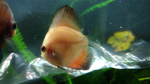 Pet Store «Exotic Fish & Pets», reviews and photos, 3272 N 5th Street Hwy, Reading, PA 19605, USA