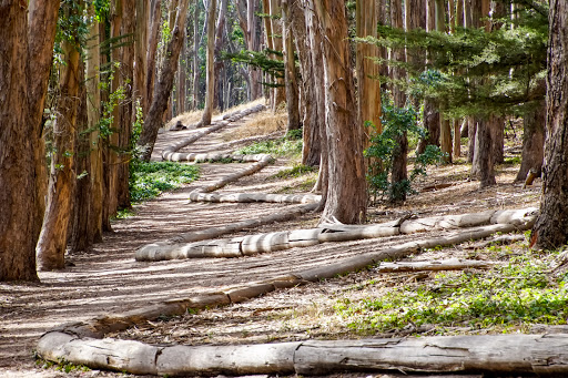 Wood Line