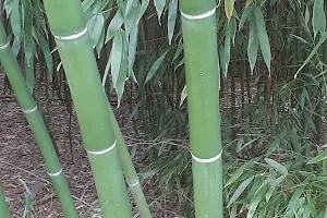 Nagy Bambuszkert image