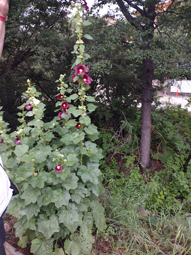 Gift Shop «Mt Lemmon General Store & Gift», reviews and photos, 12856 N Sabino Canyon Park, Mt Lemmon, AZ 85619, USA