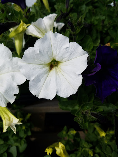 Home Improvement Store «Tractor Supply Co.», reviews and photos, 55 Crystal Ave #17a, Derry, NH 03038, USA