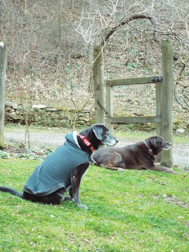 Dog Trainer «Dog Door Behavior Center and Outfitters», reviews and photos, 1 Battle Square A, Asheville, NC 28801, USA