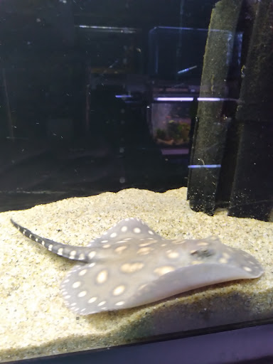 Tropical Fish Store «Animal House Pet Shop», reviews and photos, 358 Warner Milne Rd #110, Oregon City, OR 97045, USA