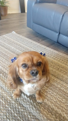 Pet Groomer «Furry Tails Pet Grooming», reviews and photos, 865 Cypress Pkwy, Poinciana, FL 34759, USA