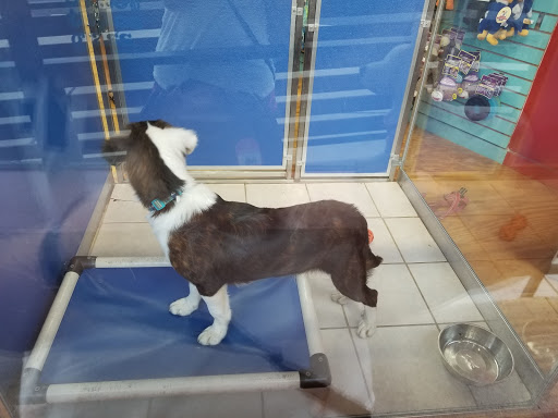Pet Supply Store «Dogge Style Pets Passyunk», reviews and photos, 1700 E Passyunk Ave, Philadelphia, PA 19148, USA