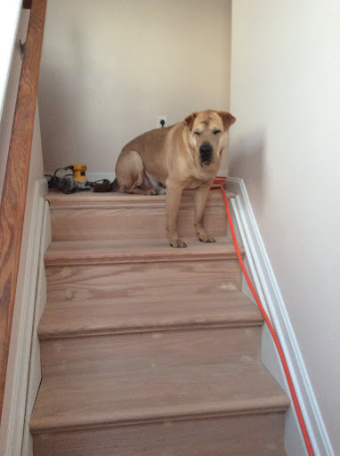 Pet Supply Store «Pet Valu», reviews and photos, 4394 Eastgate Square Dr, Cincinnati, OH 45245, USA