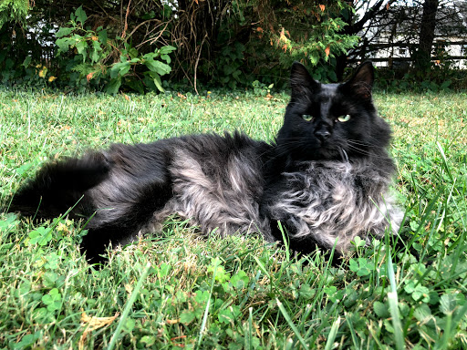 Pet Supply Store «The Grooming Place Pet Shop», reviews and photos, 1713 Main St, Chester, MD 21619, USA