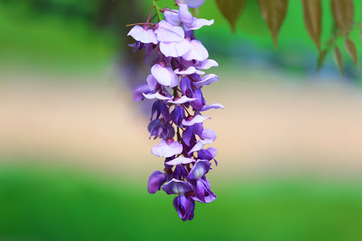 National Park «Greenbelt Park», reviews and photos, 6565 Greenbelt Rd, Greenbelt, MD 20770, USA