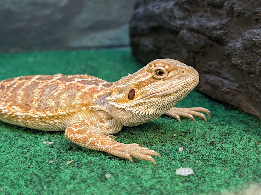 Pet Supply Store «Petco Animal Supplies», reviews and photos, 22 Peninsula Center, Rolling Hills Estates, CA 90274, USA