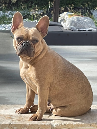 Public Golf Course «Bonaventure Golf Club», reviews and photos, 200 Bonaventure Blvd, Weston, FL 33326, USA