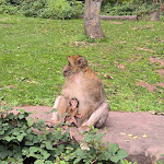 Photo n° 4 de l'avis de Cindy.r fait le 10/08/2023 à 16:16 pour La Montagne des Singes à Kintzheim