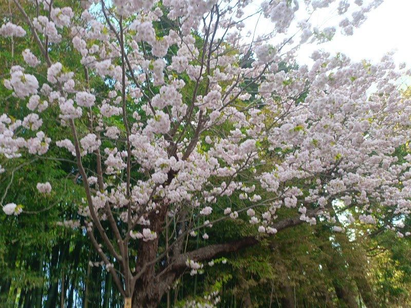 松前桜資料館