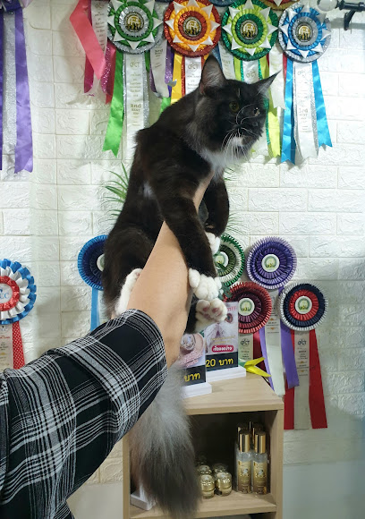 บริการอาบน้ำตัดขนน้องแมว Cat grooming salon