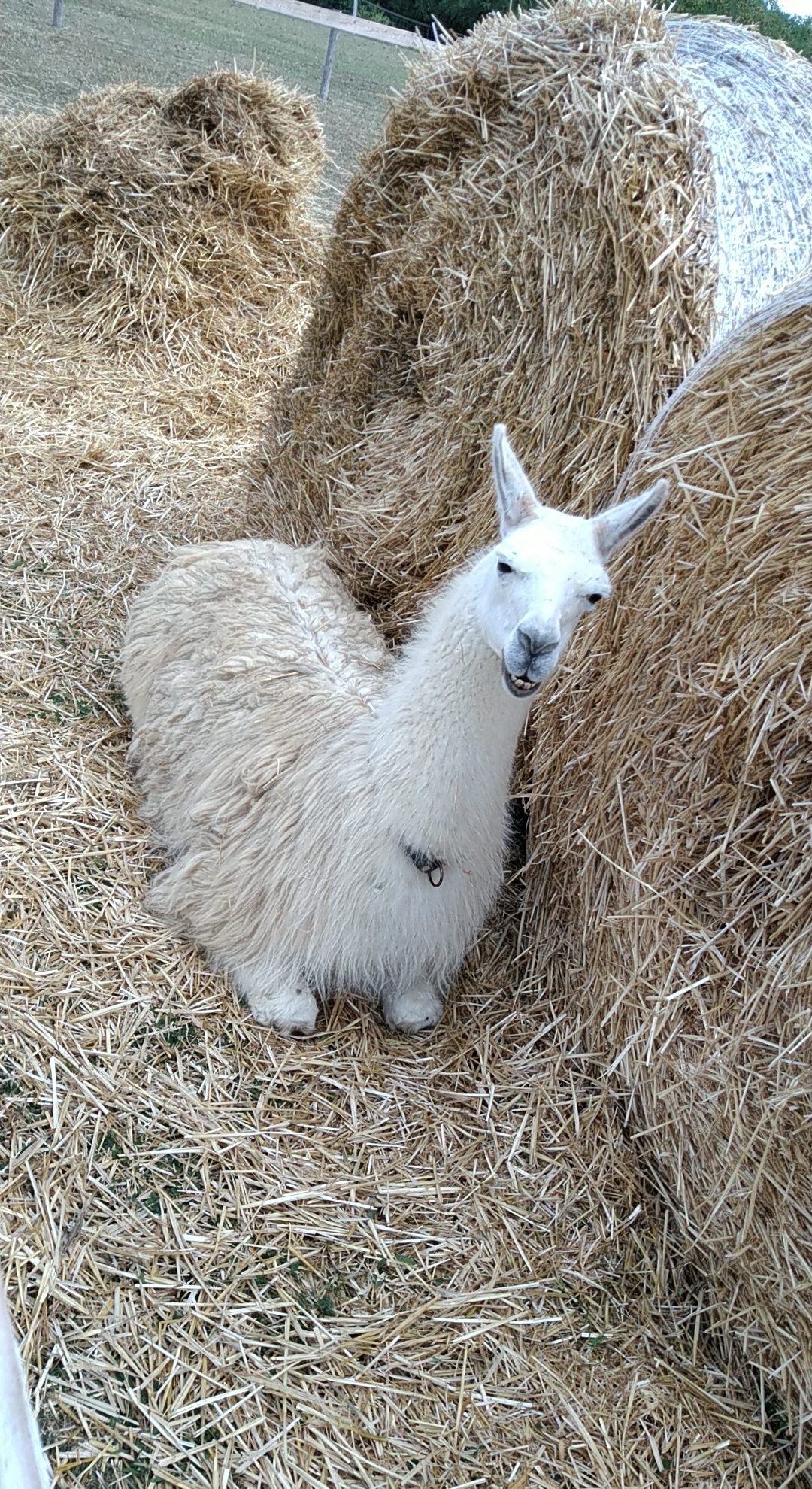 Photo n° 3 de l'avis de Nassima.o fait le 13/07/2020 à 19:29