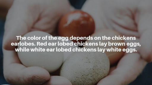 Pet Supply Store «Farmside Supplies Inc», reviews and photos, 15 Loomis Ave, Sussex, NJ 07461, USA