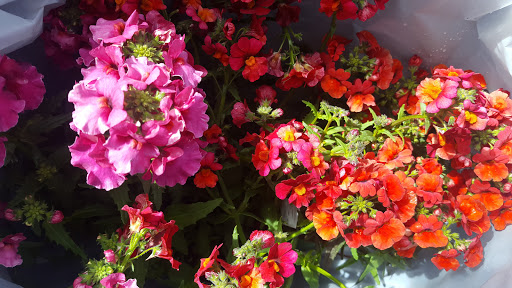 Gift Shop «Blue Hills Nursery & Gift Shop», reviews and photos, 16440 Whittier Blvd, Whittier, CA 90603, USA