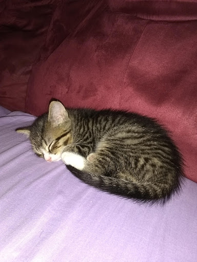 Pet Supply Store «PetSmart», reviews and photos, 2500 Posner Blvd, Davenport, FL 33837, USA