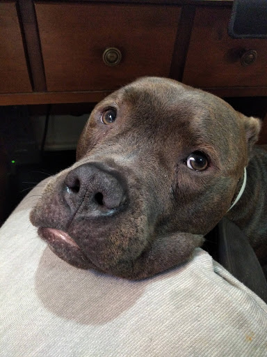 Pet Store «Pet Supermarket», reviews and photos, 2542-2598 S Washington Ave, Titusville, FL 32780, USA