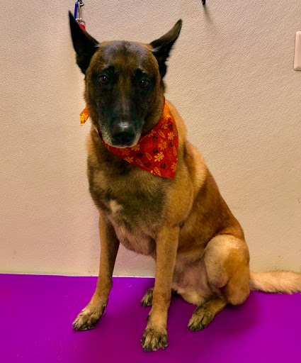 Pet Supply Store «Animal House Grooming & Quality», reviews and photos, 229 W Absecon Blvd, Absecon, NJ 08201, USA