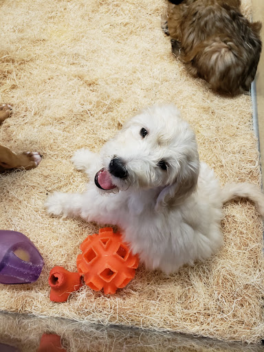 Pet Store «Perfect Pets», reviews and photos, 6840 S University Blvd #410, Centennial, CO 80122, USA