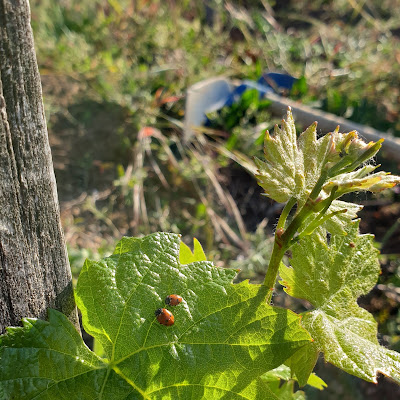 domaine d'Anthony Charvet à Chiroubles