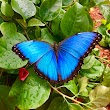 The Original Mackinac Island Butterfly House and Insect World