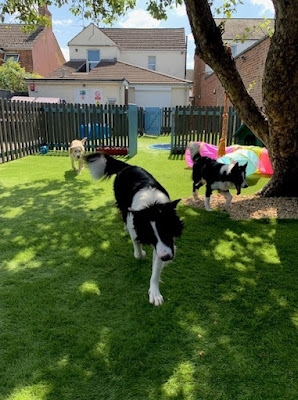 Doggy Day Care and Grooming Swindon Ltd