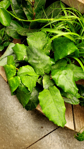 Gift Shop «NYBG Shop», reviews and photos, 2900 Southern Blvd, Bronx, NY 10458, USA