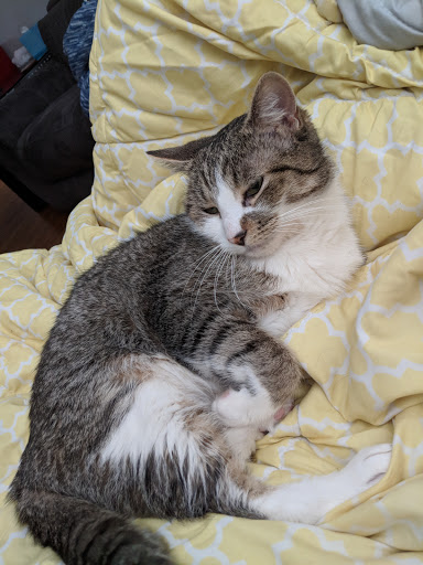 Pet Supply Store «Pet Supplies Plus», reviews and photos, 625 Southern Artery, Quincy, MA 02169, USA