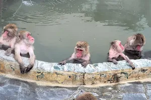 Hakodate Tropical Botanical Garden (Hot-Tubbing Monkeys) image