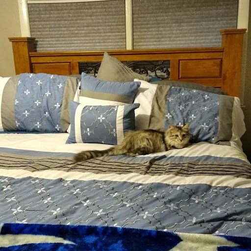 Uncle Buck's Kitty Korner