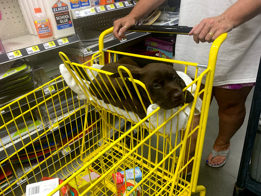 Discount Store «Dollar General», reviews and photos, 5481 Muddy Creek Rd, Churchton, MD 20733, USA