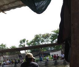 Pemancingan Mas-lele-bawal photo