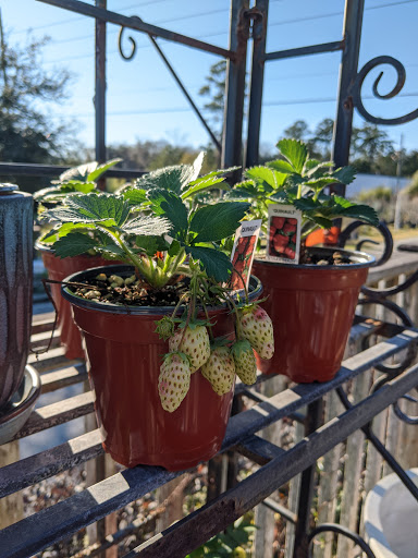 Bonsai plant supplier Savannah