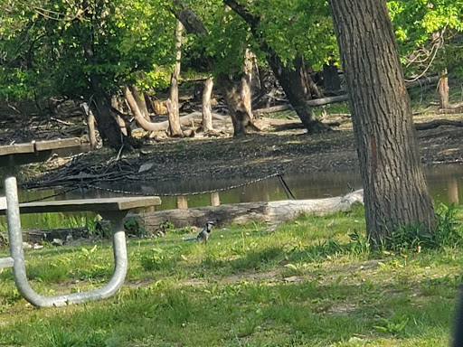 Learning Center «Trailside Museum of Natural History», reviews and photos, 738 Thatcher Ave, River Forest, IL 60305, USA