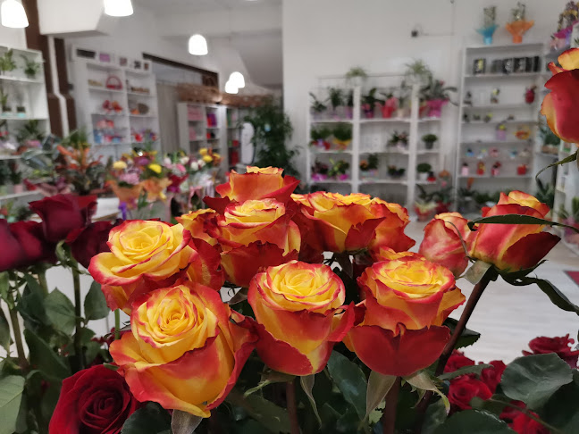 Opinii despre Florăria Aly Roman în Roman - Florărie