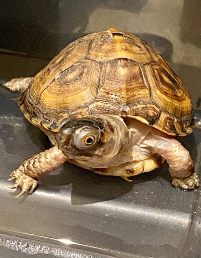 Pet Store «Forever Pets Inc», reviews and photos, 1030 Basse Rd, San Antonio, TX 78212, USA