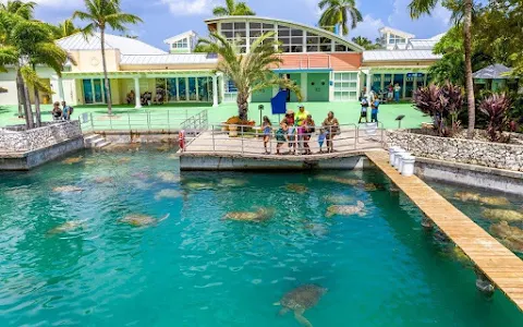 Cayman Turtle Centre image